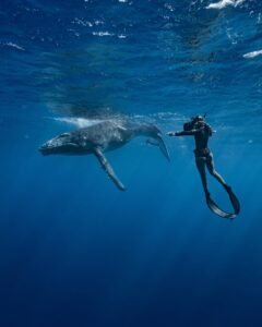 whale snorkeling mirissa