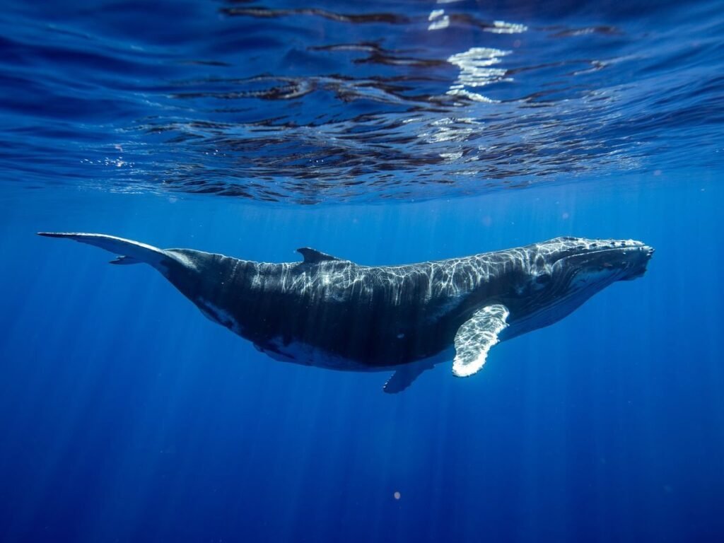 whale snorkeling mirissa