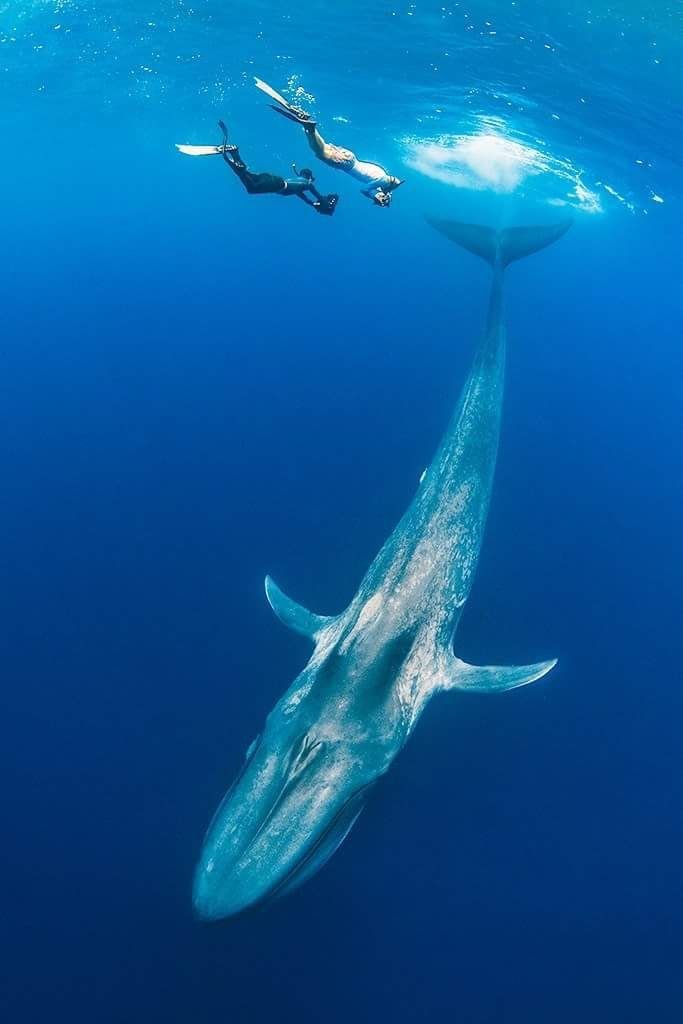 whale snorkeling mirissa