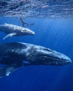 whale snorkeling mirissa