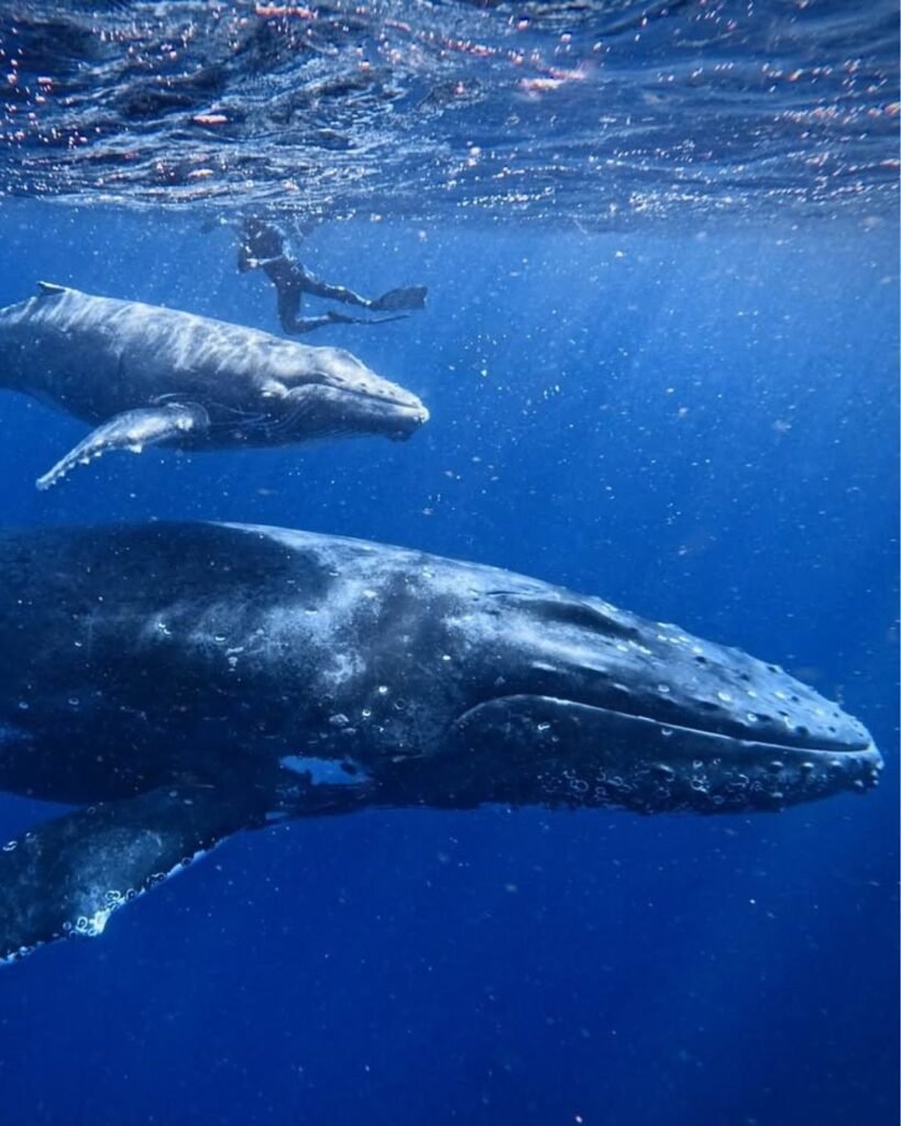 whale snorkeling mirissa