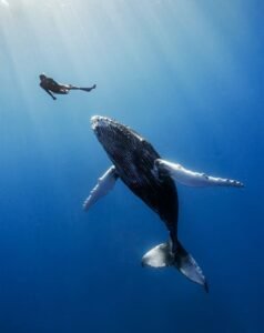 whale snorkeling mirissa