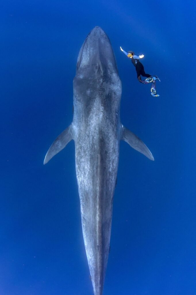 whale snorkeling mirissa